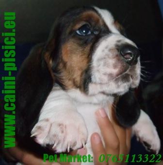 Basset Hound de vanzare - Pret | Preturi Basset Hound de vanzare