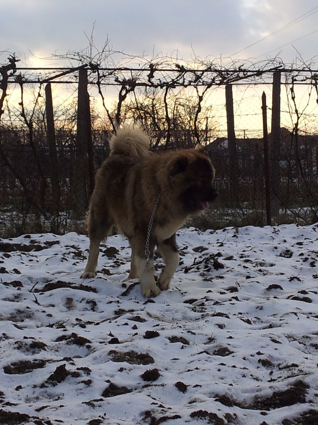 Mascul Ciobanesc caucazian cu pedigree - Pret | Preturi Mascul Ciobanesc caucazian cu pedigree