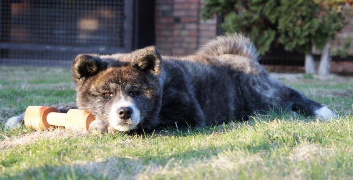 Pui akita inu de vanzare! - Pret | Preturi Pui akita inu de vanzare!