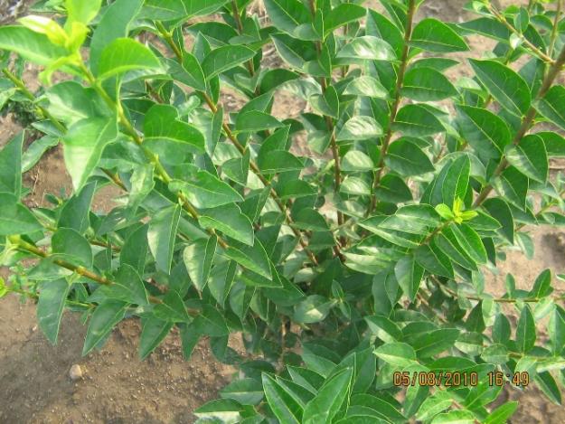 Vand ligustrum ovalifolium - Pret | Preturi Vand ligustrum ovalifolium