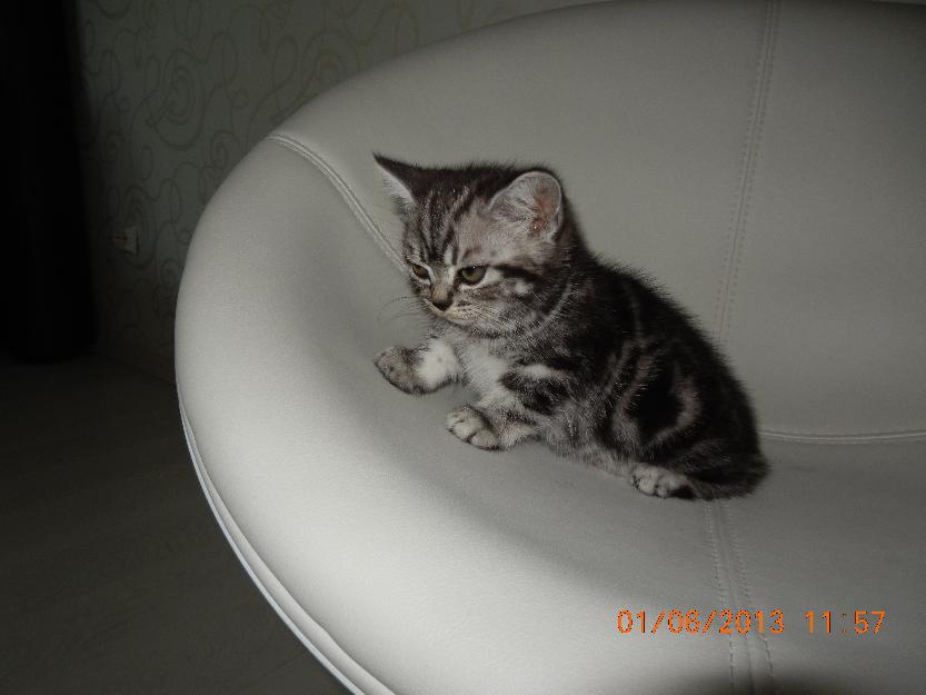 vand British Shorthair Silver Tabby - Pret | Preturi vand British Shorthair Silver Tabby