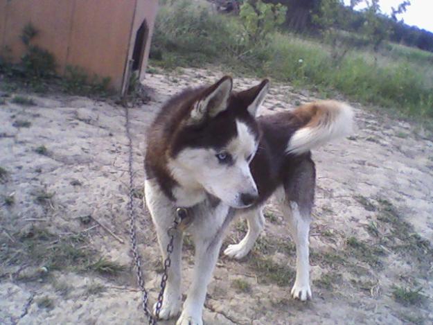 Imperechere Mascul Husky Siberian - Pret | Preturi Imperechere Mascul Husky Siberian