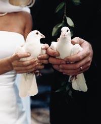 inchiriez porumbei pentru nunti - Pret | Preturi inchiriez porumbei pentru nunti