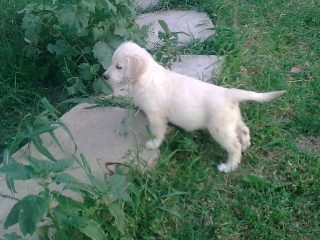 Vand puisori Golden retriever - Pret | Preturi Vand puisori Golden retriever