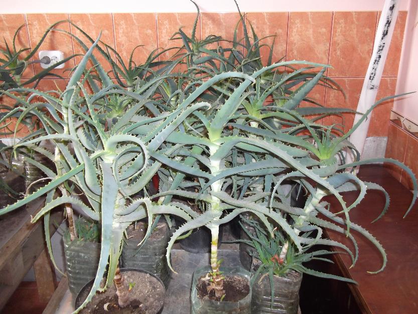 Aloe arborescens - Pret | Preturi Aloe arborescens