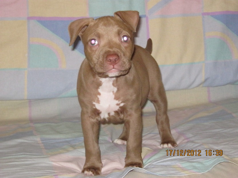 Pui Pitbull red nose - Pret | Preturi Pui Pitbull red nose