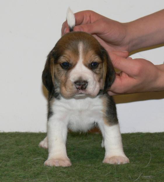 CATEI BEAGLE TRICOLORI - Pret | Preturi CATEI BEAGLE TRICOLORI