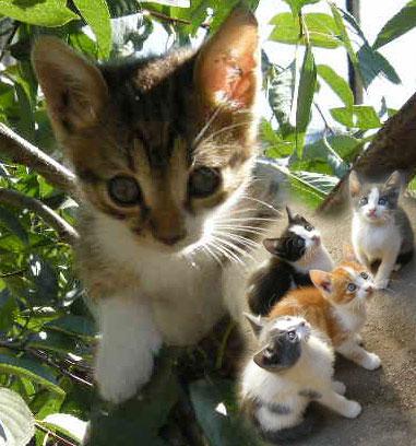 Donez pui de pisica - Pret | Preturi Donez pui de pisica