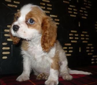 Cavalier King Charles - Pret | Preturi Cavalier King Charles