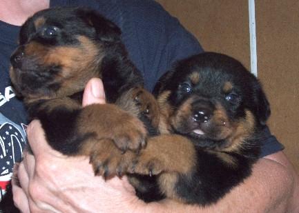 vand pui rottweiler talie mare - Pret | Preturi vand pui rottweiler talie mare