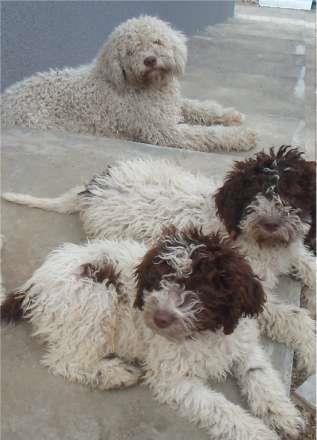 Lagotto romagnolo , caini de trufe - Pret | Preturi Lagotto romagnolo , caini de trufe