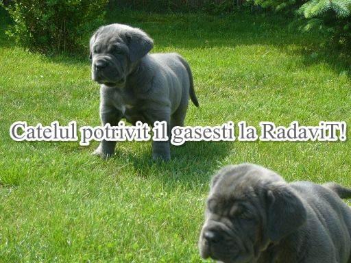  - Pret | Preturi 