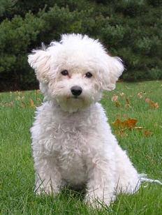Ofer monta mascul , Bichon frise - Pret | Preturi Ofer monta mascul , Bichon frise