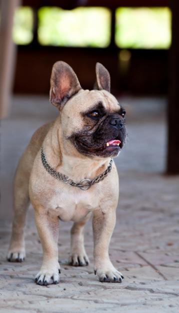 bulldog - Pret | Preturi bulldog