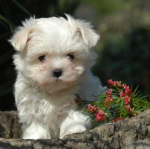 Pui Bichon Maltese - Pret | Preturi Pui Bichon Maltese