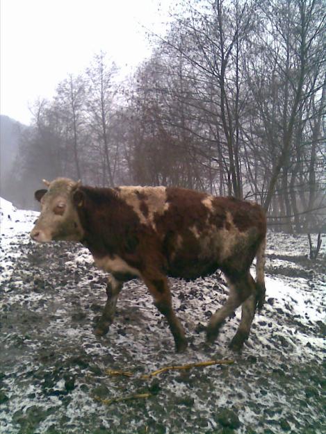 vand juninci baltata romaneasca si zimental. - Pret | Preturi vand juninci baltata romaneasca si zimental.