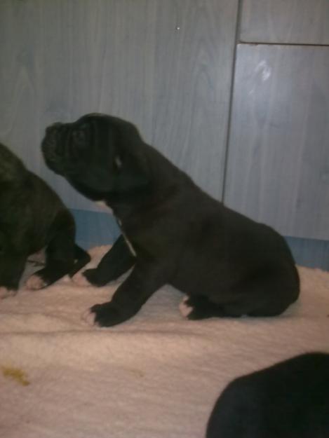 cane corso - Pret | Preturi cane corso