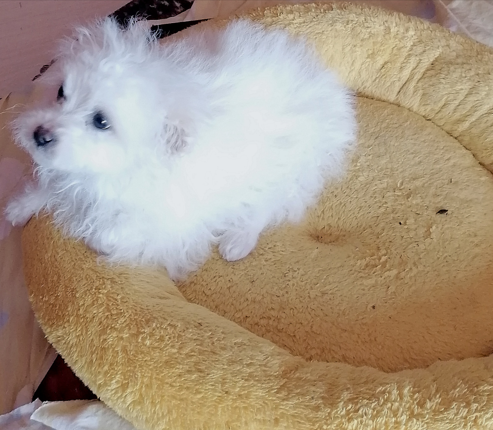 Bichon maltez băiat - Pret | Preturi Bichon maltez băiat