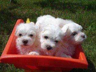 Vand pui Bichon Maltez - Pret | Preturi Vand pui Bichon Maltez