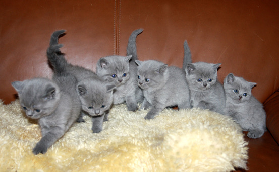 Vand pisicute British shorthair - Pret | Preturi Vand pisicute British shorthair