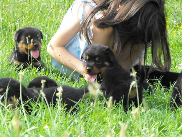 VIND CATEI ROTTWEILER CU PEDIGREE - Pret | Preturi VIND CATEI ROTTWEILER CU PEDIGREE