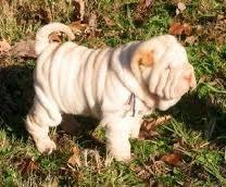 pui shar pei - Pret | Preturi pui shar pei