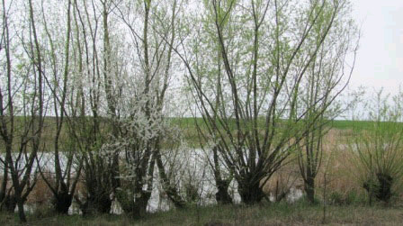 Vand teren cu deschidere la lac in comuna Luica - Pret | Preturi Vand teren cu deschidere la lac in comuna Luica