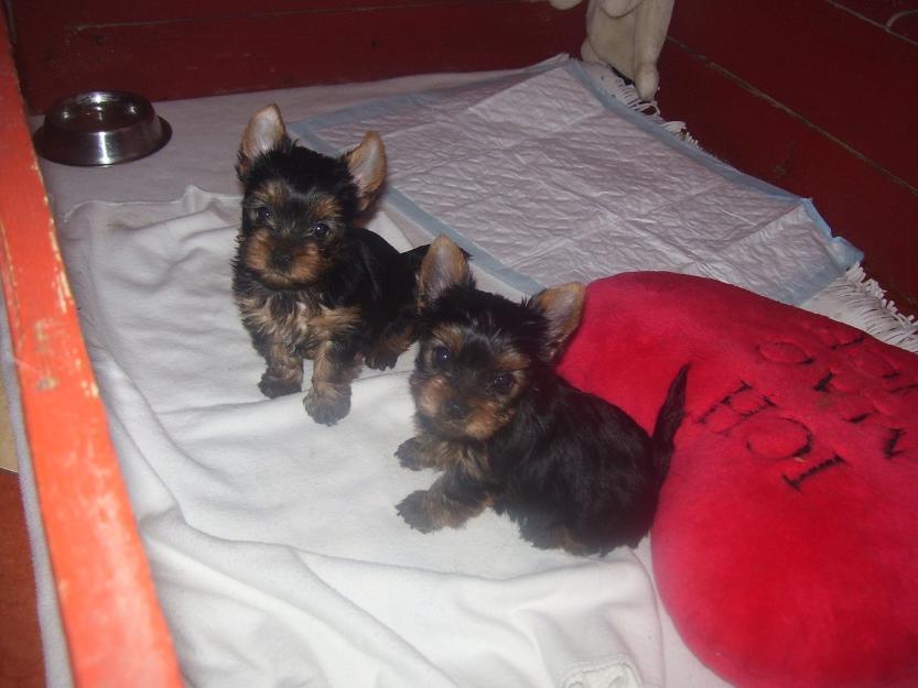 .Vand catelusi Yorkshire Terrier cu vaccinurile si deparazitarile la zi. Catelusii au carn - Pret | Preturi .Vand catelusi Yorkshire Terrier cu vaccinurile si deparazitarile la zi. Catelusii au carn