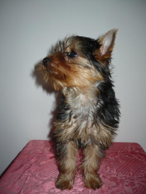 catelusi yorkshire terrier de vanzare - Pret | Preturi catelusi yorkshire terrier de vanzare