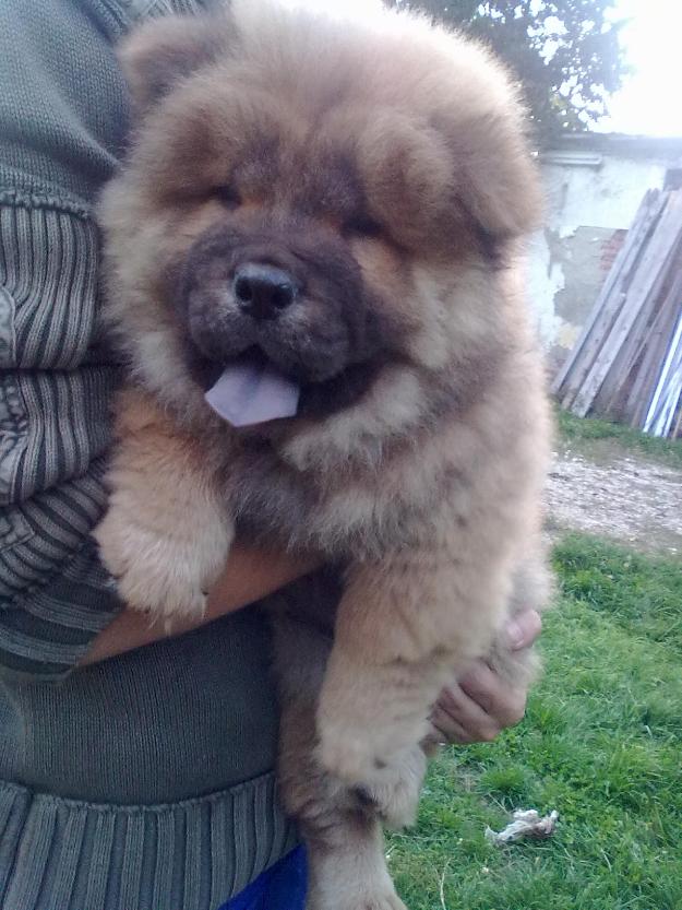 Chow chow mascul superb - Pret | Preturi Chow chow mascul superb