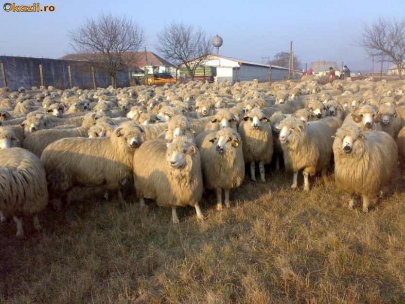 Turma de 400 de oi cu miei langa ele - Pret | Preturi Turma de 400 de oi cu miei langa ele