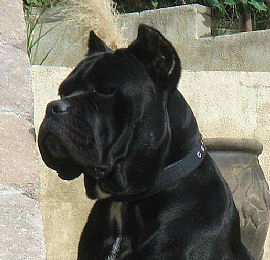 vand cane corso - Pret | Preturi vand cane corso