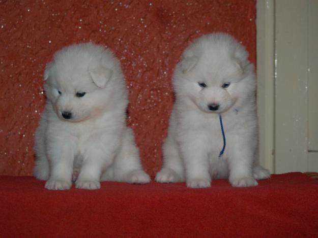 Vand pui samoyed, calitate deosebita - Pret | Preturi Vand pui samoyed, calitate deosebita