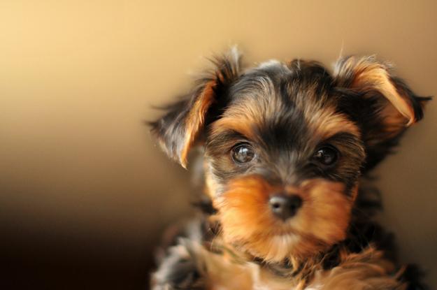 vand yorkshire terrier - Pret | Preturi vand yorkshire terrier