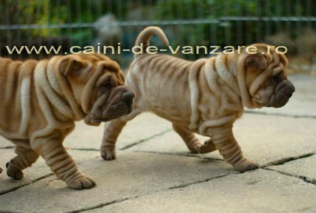 Brasov - caini Shar-Pei de vanzare - Pret | Preturi Brasov - caini Shar-Pei de vanzare