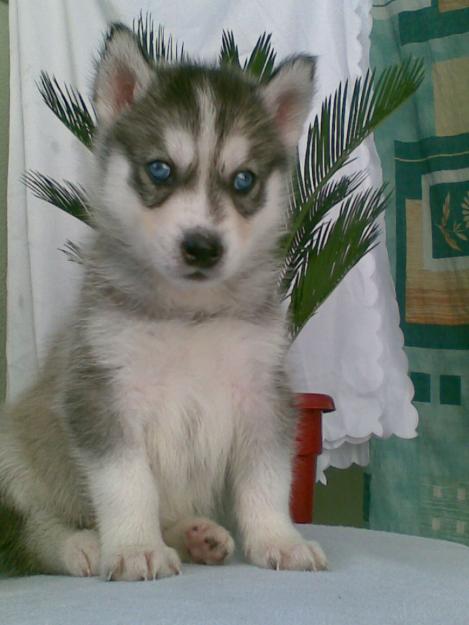 husky-little-demon catei husky siberian - Pret | Preturi husky-little-demon catei husky siberian