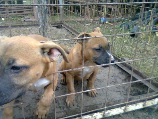 Pui amstaff - Pret | Preturi Pui amstaff