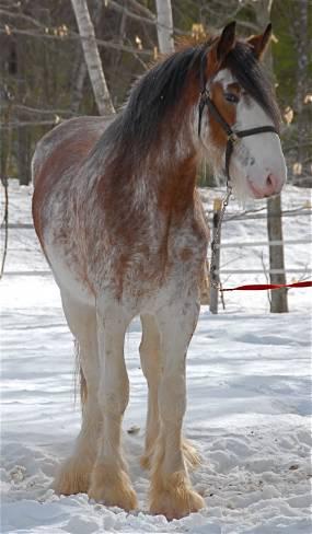 Vand cai Semigrei Clydesdale - Pret | Preturi Vand cai Semigrei Clydesdale