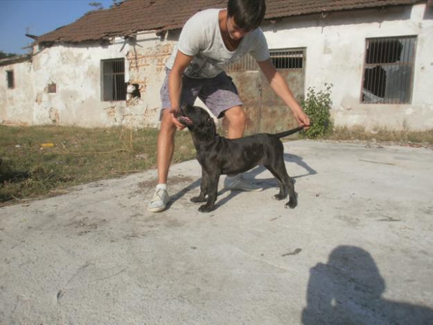 Vand pui Presa Canario - Irema Curto - Pret | Preturi Vand pui Presa Canario - Irema Curto