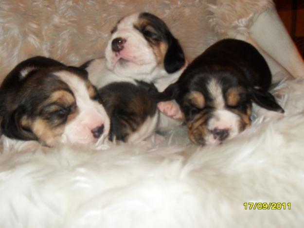 pui beagle cu pedigree - Pret | Preturi pui beagle cu pedigree