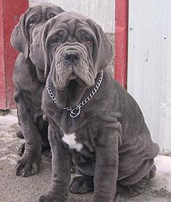 vand mastino napoletano - Pret | Preturi vand mastino napoletano