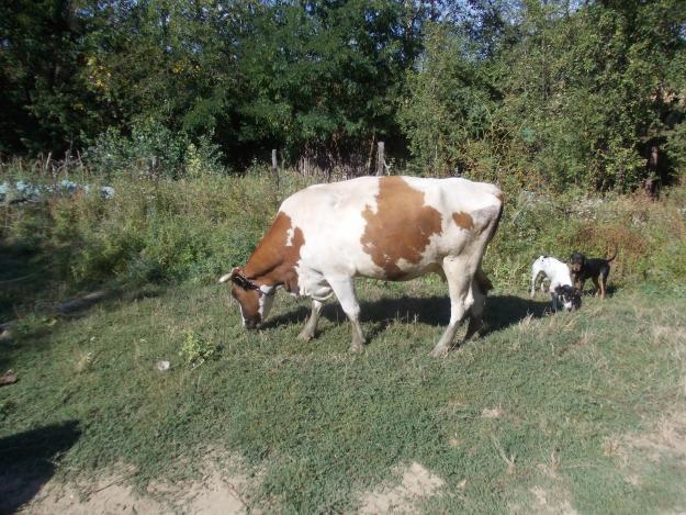 Vand vaci Red Holstein, Baltata Romaneasca - Pret | Preturi Vand vaci Red Holstein, Baltata Romaneasca