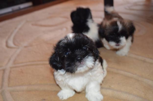 Vand Pui Shih-tzu - Pret | Preturi Vand Pui Shih-tzu