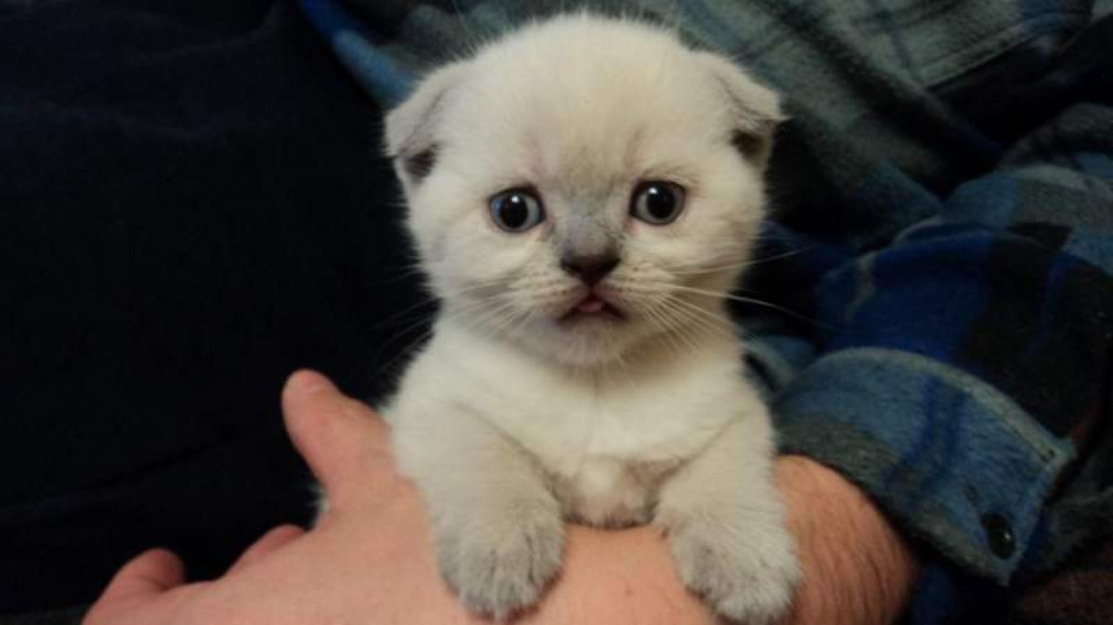 Vand pisicute Scottish fold - Pret | Preturi Vand pisicute Scottish fold