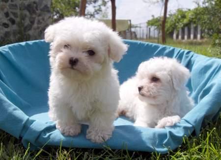 de vanzare Bichon bolognese si bichon maltese - Pret | Preturi de vanzare Bichon bolognese si bichon maltese