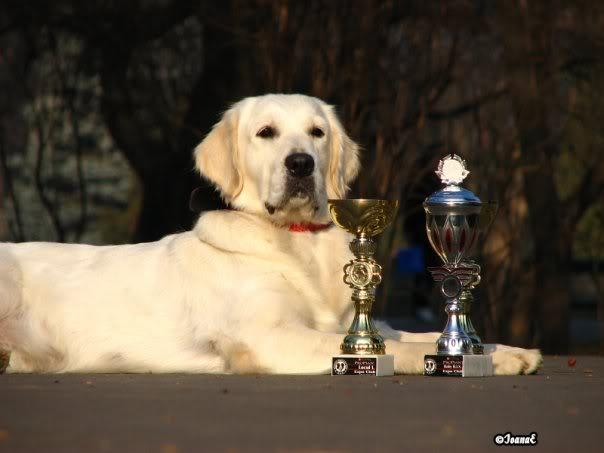 PUI GOLDEN RETRIEVER EXCEPTIONALII - Pret | Preturi PUI GOLDEN RETRIEVER EXCEPTIONALII