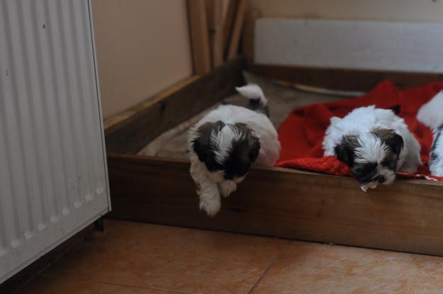 Vand catei Shih Tzu - Pret | Preturi Vand catei Shih Tzu