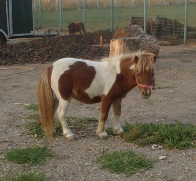 Vand ponei Shetland, Appaloosa - Pret | Preturi Vand ponei Shetland, Appaloosa