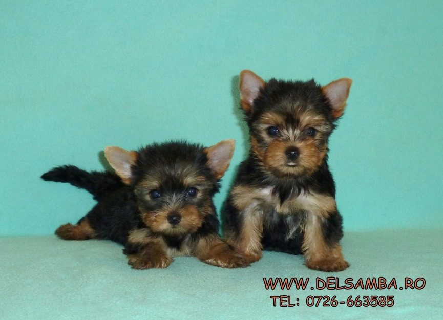 catei yorkshire terrier de vanzare - Pret | Preturi catei yorkshire terrier de vanzare