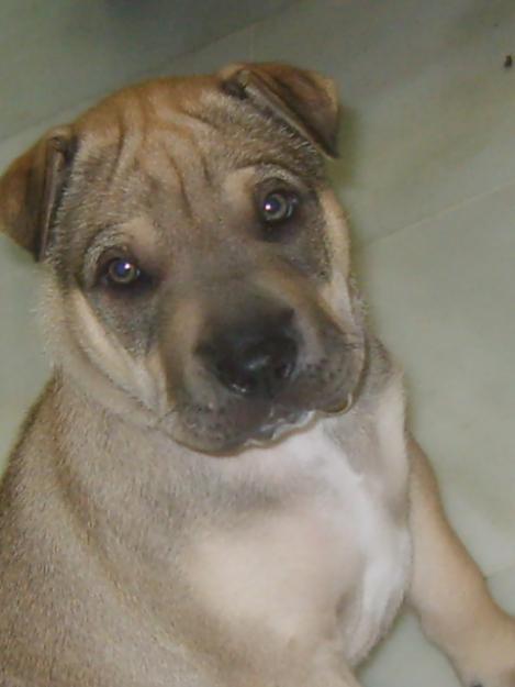 pidbull cu sharpei - Pret | Preturi pidbull cu sharpei